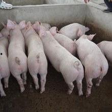 小猪崽子的爆料视频播放,幕后真相大曝光 第2张 小猪崽子的爆料视频播放,幕后真相大曝光 第2张