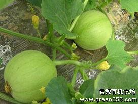 甜瓜乐园爆料君最新版,独家爆料，精彩内容抢先看！